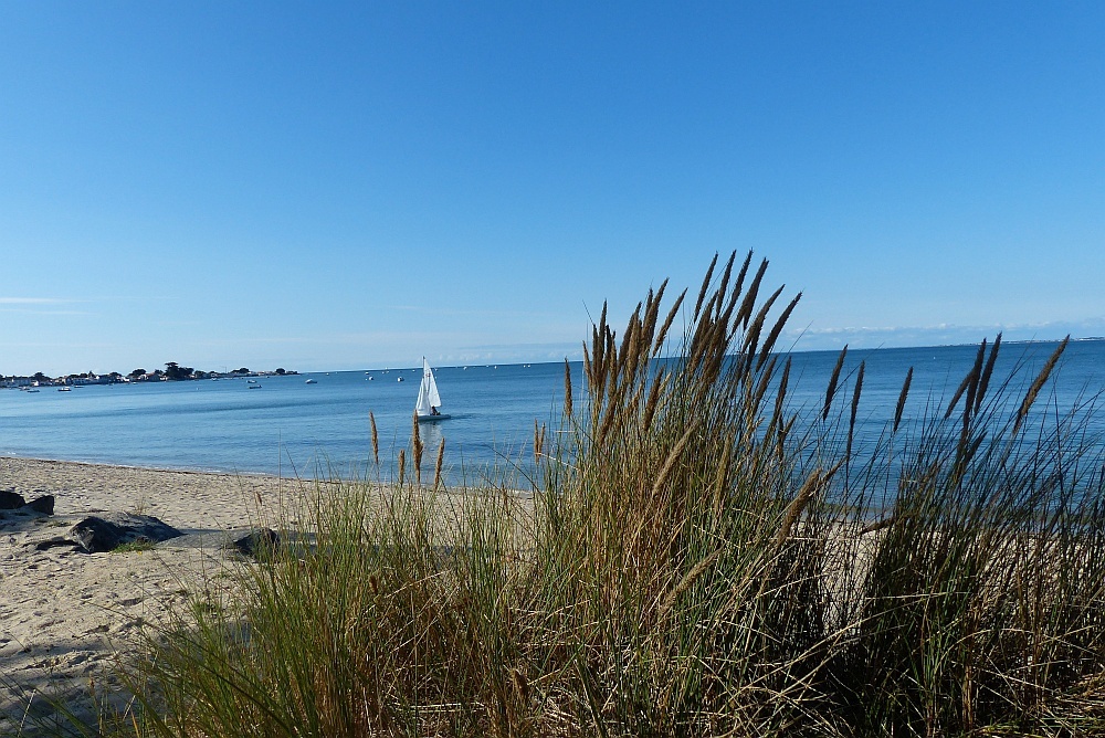 Newsletter  FAJ – Juillet 2019